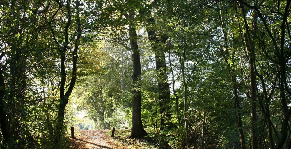trees
